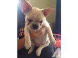 French Bulldog Puppy for sale in CLERMONT, FL, USA