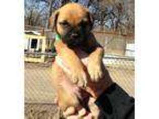 Bullmastiff Puppy for sale in Hutchinson, KS, USA