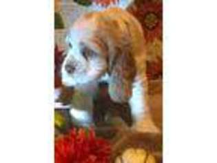 Cocker Spaniel Puppy for sale in Daleville, AL, USA