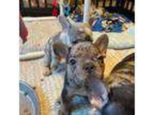 French Bulldog Puppy for sale in North Highlands, CA, USA