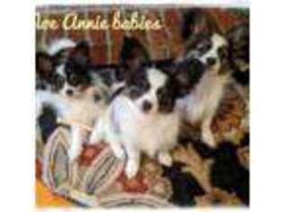 Papillon Puppy for sale in Columbia, SC, USA