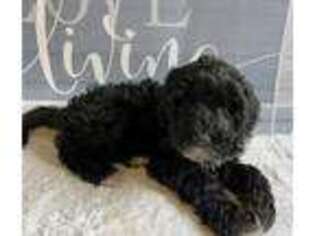 Portuguese Water Dog Puppy for sale in Alpharetta, GA, USA