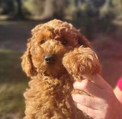 Labradoodle Puppy for sale in Webster, FL, USA