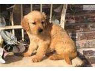 Golden Retriever Puppy for sale in Oklahoma City, OK, USA