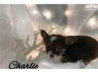 Chihuahua Puppy for sale in Hattiesburg, MS, USA