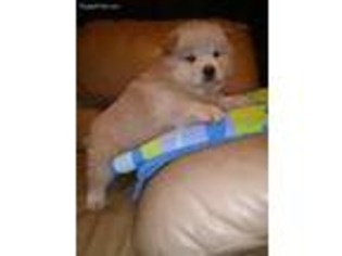 Chow Chow Puppy for sale in Milwaukee, WI, USA