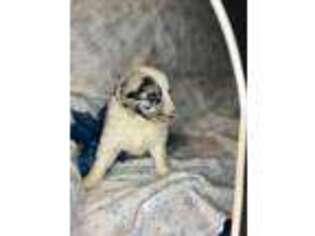 Miniature Australian Shepherd Puppy for sale in Marcellus, MI, USA