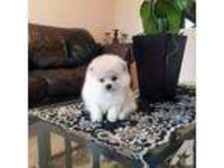 Mutt Puppy for sale in CULVER CITY, CA, USA