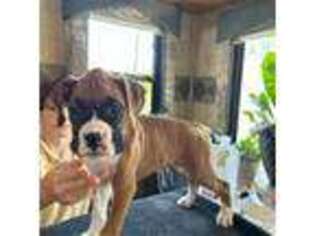 Boxer Puppy for sale in Vista, CA, USA