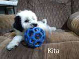 Portuguese Water Dog Puppy for sale in Baltic, OH, USA