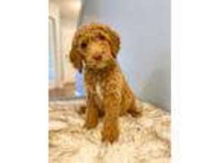Goldendoodle Puppy for sale in Sevierville, TN, USA