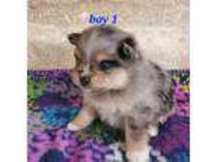Pomeranian Puppy for sale in Carrollton, GA, USA