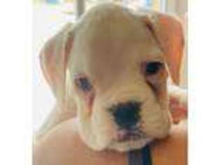 Boxer Puppy for sale in Columbia, SC, USA