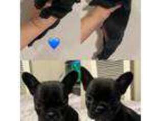 French Bulldog Puppy for sale in San Jose, CA, USA