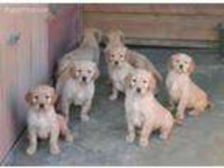 Golden Retriever Puppy for sale in Tacoma, WA, USA