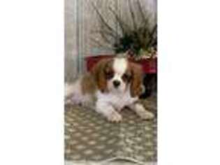 Cavalier King Charles Spaniel Puppy for sale in Topeka, IN, USA