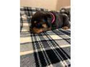 Rottweiler Puppy for sale in Boling, TX, USA
