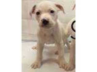 Mutt Puppy for sale in Lynbrook, NY, USA