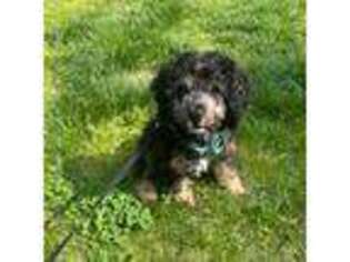 Cavapoo Puppy for sale in Derwood, MD, USA