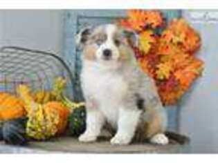 Miniature Australian Shepherd Puppy for sale in Cleveland, OH, USA