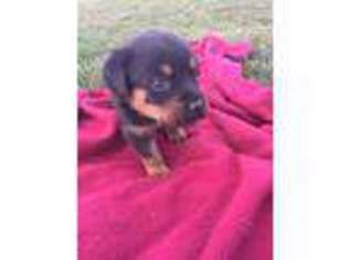 Rottweiler Puppy for sale in Bryant, IL, USA
