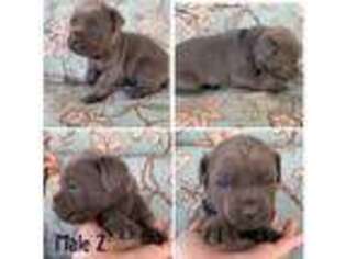 Cane Corso Puppy for sale in Independence, MO, USA