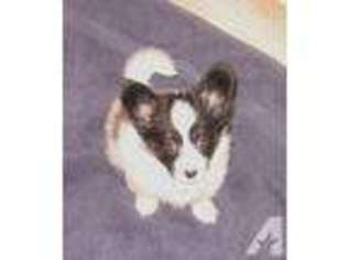 Papillon Puppy for sale in HARDEN CITY, OK, USA