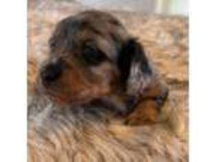 Dachshund Puppy for sale in Farmersville, TX, USA