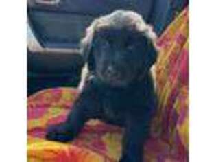 Newfoundland Puppy for sale in New Haven, IN, USA