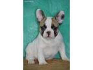 French Bulldog Puppy for sale in Pine Island, MN, USA