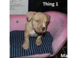 American Bulldog Puppy for sale in Rochester, NY, USA