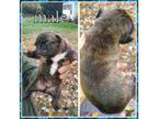 Boxer Puppy for sale in SHELBY, NC, USA