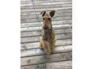 Airedale Terrier Puppy for sale in Winnebago, IL, USA