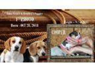 Beagle Puppy for sale in Waxahachie, TX, USA