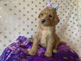 Goldendoodle Puppy for sale in Atlanta, GA, USA