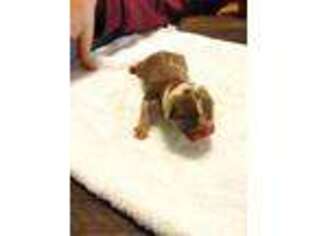 Bulldog Puppy for sale in Rincon, GA, USA
