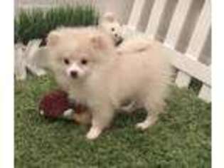 Pomeranian Puppy for sale in Melbourne, FL, USA