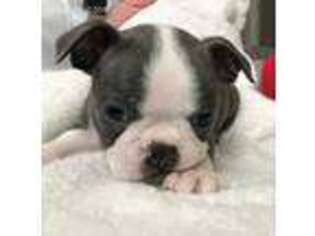 Boston Terrier Puppy for sale in Olympia, WA, USA
