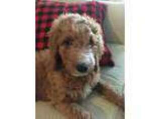 Goldendoodle Puppy for sale in Unionville, TN, USA