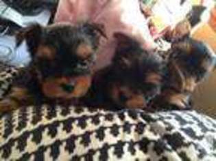 Yorkshire Terrier Puppy for sale in MANSFIELD, OH, USA