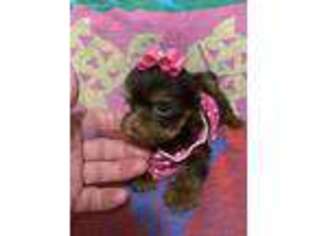 Yorkshire Terrier Puppy for sale in Weirsdale, FL, USA