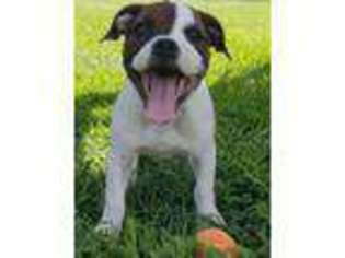 Staffordshire Bull Terrier Puppy for sale in Jacksonville, NC, USA
