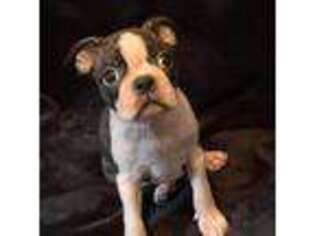 Boston Terrier Puppy for sale in Gary, IN, USA