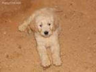 Goldendoodle Puppy for sale in Jamestown, TN, USA