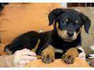 Rottweiler Puppy for sale in Reeds Spring, MO, USA