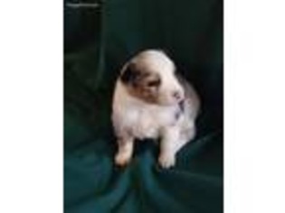 Australian Shepherd Puppy for sale in Ortonville, MI, USA