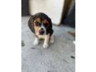 Beagle Puppy for sale in Norwalk, CA, USA