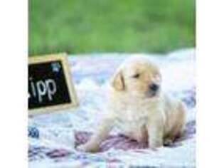 Mutt Puppy for sale in Vandalia, MI, USA
