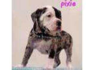 Alapaha Blue Blood Bulldog Puppy for sale in Fort Lauderdale, FL, USA