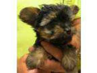Yorkshire Terrier Puppy for sale in Penrose, CO, USA